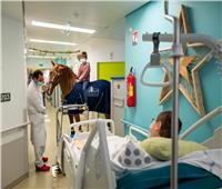 «دكتور بيو» حصان يعمل معالج نفسي لمرضى السرطان| صور 