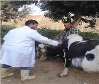 تحصين 37 ألف رأس ماشية ضد «الجلد العقدي وجدري الضأن» في بني سويف 