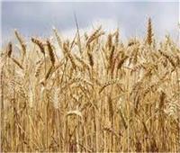 بدء موسم توريد القمح حتى منتصف يوليو
