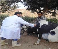 تحصين 46 ألف رأس ماشية ضد الجلد العقدي في بني سويف