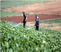 5 توصيات من «الزراعة» لحماية محاصيل الخضر من تأثيرات الموجة الحارة
