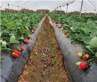 «الزراعة» تصدر نصائحها لتخفيف تأثير الموجة الحارة على محاصيل الفاكهة 