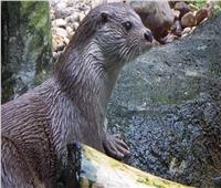 حديقة حيوان أمريكية تعلن إصابة «ثعالب ماء» بفيروس كورونا