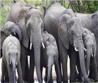 مقتل صياد «غير شرعي» تحت أقدام قطيع «فيلة» 