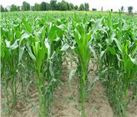 زراعة المنوفية: حصاد 44 ألف فدان من محصول القمح 