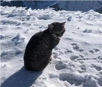 «شجاعة قطة» تتسلق قمة جبل جليدي بارتفاع 10 آلاف قدم| صور