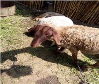 «بيطري المنوفية»: تحصين 163 ألف رأس ماشية ضد الجلد العقدي وجدري الأغنام