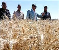 «القصير» يشيد بجهود المزراعين والإدارات المختصة في جودة محصول القمح