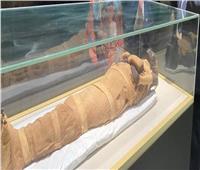 حكايات فرعونية | باحثة آثار توضح هل المصريون القدماء كانوا عمالقة؟ 