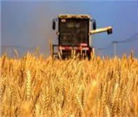 زراعة الشيوخ: محصول حصاد القمح يبشر بالخير
