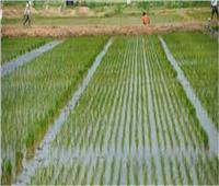 وزارة الري: التصريح بزراعة 724 ألف فدان أرز في 9 محافظات