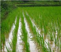 بعد تحذير المخالفين.. نرصد المساحات والمحافظات المقرر زراعتها بالأرز هذا العام