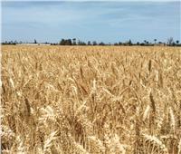 بشائر «الذهب الأصفر»| القمح يتلألأ في الحقول مع انطلاق موسم الحصاد | صور