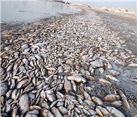 نفوق أطنان من الأسماك في بحيرات ملوثة بلبنان