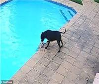 «الكلب الشجاع» ينقذ صديقه الصغير من الغرق | فيديو