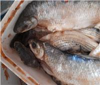 لجنة من بيطري الأقصر للتفتيش على محلات الأسماك المملحة 