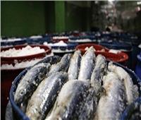 وكيل «صحة القليوبية» : تكثيف الرقابة على مصانع الأسماك المملحة