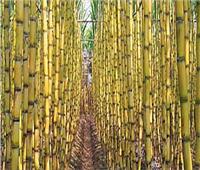 «الزراعة» تصدر نشرة بالتوصيات الفنية لمزارعي محصول قصب السكر خلال شهر مايو  