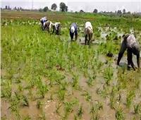 نقيب الفلاحين: تحديد مساحات زراعة الأرز قرار صائب وفي الصالح العام
