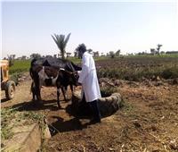الزراعة: تحصين أكثر من 1.8 مليون رأس ماشية ضد مرض الجلد العقدي وجدري الأغنام