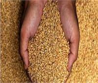 وزير التموين: نسب توريد القمح وصلت إلى 1.4 مليون طن قمح في الأسبوعين الماضيين 