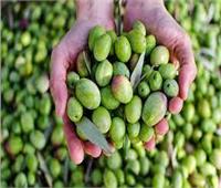 «الزراعة» تصدر نشرة بالتوصيات الفنية لمزارعي محصول الزيتون