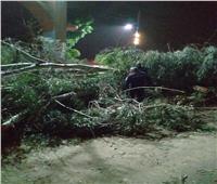 الإنقاذ البري يتدخل.. قطع طريق «قنا - دشنا» الزراعي بسبب سقوط شجرة كبيرة