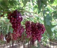 11 نصيحة من «الزراعة» لمزارعي العنب خلال شهر مايو