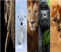 دراسة تكشف عن «الخمسة الكبار» في المملكة الحيوانية 