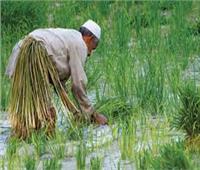 «الزراعة» تؤكد عدم التهاون في مخالفة المساحة المحددة للأرز موسم 2021
