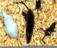 كارثة جديدة.. الفئران تأكل جزء من جسد طفل حديث الولادة في الهند