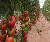 «طفرة زراعية»..كيف ساهمت المشروعات القومية في زيادة الصادرات؟ 
