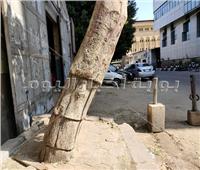 شجرة حبيسة القضبان في بولاق أبوالعلا | فيديو وصور 