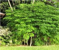 شجرة مصرية تعالج 300 مرض وتحافظ على سلامة الكبد