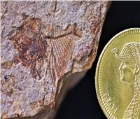اكتشاف مذهل.. العثور على حفريات عمرها ٥٦ مليون سنة بالصحراء الغربية| صور