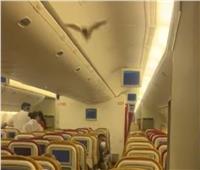 «خفاش» يجبر طائرة هندية على العودة مرة أخرى لمطار نيودلهي