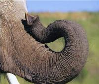 دراسة حديثة تكشف قدرات مذهلة لـ«خرطوم الفيل» ..فيديو
