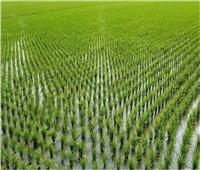 5 توصيات من «الزراعة» لمزارعي محصول الأرز يجب مراعاتها خلال شهر يونيو