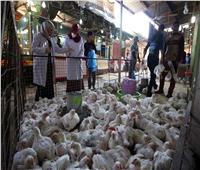 نفوق آلاف الدواجن في البصرة بسبب أنفلونزا الطيور