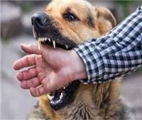 كلب مسعور يعقر 5 أشخاص بقرية الخرطوم بـ«البحيرة»