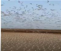 جزيرة يغطيها «البيض» .. ظاهرة غريبة تشهدها الكويت | فيديو