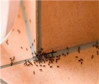 تخلصي من النمل في منزلك بالخل والصابون والليمون