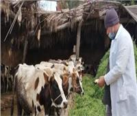تحصين 110 ألف و842 رأس ماشية في بني سويف