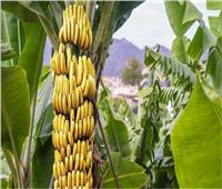 8 نصائح لمزارعي أشجار الموز مع بداية جمع الأصناف المبكرة    