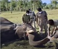  فحوصات كورونا للفيلة بالهند | فيديو