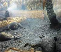  نفوق 35 رأس ماشية في حريق بالوادي الجديد  
