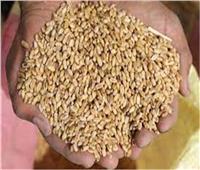 وزير التموين: مصر تستهلك 10 ملايين طن من القمح سنويًا