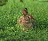 «الأرنب البطل».. كشف عن ٧١ لغما وتم إحالته للتقاعد      