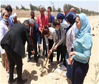 نائب المحافظ تتفقد قرية كفر حلاوة بمركز أطفيح.. وزراعة 1100 شجرة مثمرة
