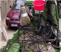 صور | صيد «التمساح أسامة» بعد قتله لـ 80 شخصًا